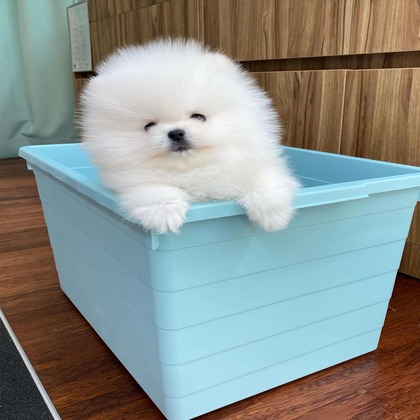 Pomeranian – LOYAL PETS EMPORIUM